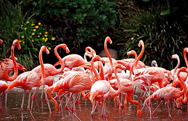 Flamingo, Phoenicopterus ruber, USA, California, San Diego, SeaWorld