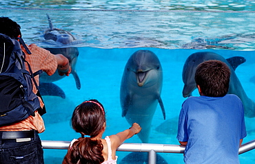 Spectators viewing bottle-nosed dolphins, Tursiops truncatus, USA, California, San Diego, SeaWorld