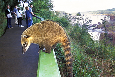 Coati; Nasua nasua; Iguassu Nationalpark; Brazil