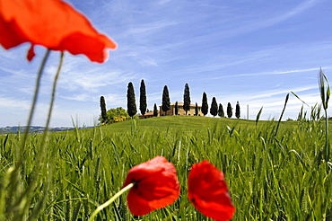 Farm with cypress trees near Pienza, Crete Senesi, Tuscany, Italy