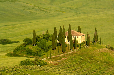 Farm with cypress trees, Crete Senesi, Tuscany, Italy