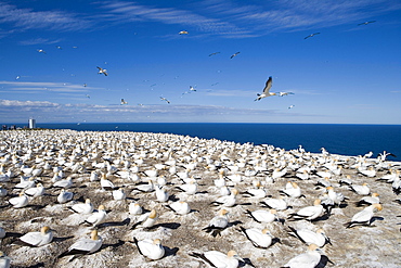 Cape Kidnappers Gannet Colony, Australasian Gannet Morus serrator, near Napier, Hawkes Bay, North Island, New Zealand