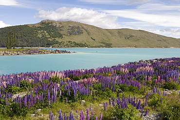 Lupine Field and Lake Tekapo, Lake Tekapo, Mackenzie Country, South Island, New Zealand