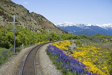 Lupines and Gorse Alongside Railroad Tracks, Aboard TranzAlpine Train from Christchurch to Greymouth, near Arthur's Pass, South Island, New Zealand