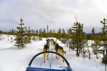 Ride with Dog Sledge through snowy landscape, Husky, Rovaniemi, Lapland, Finland, Europe