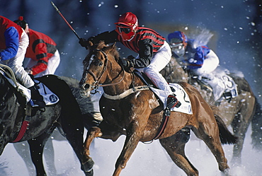 Horses galopping, horse race at snowfall, St. Moritz, Grisons, Switzerland, Europe