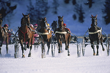 Horse race in the snow, St. Moritz, Europe