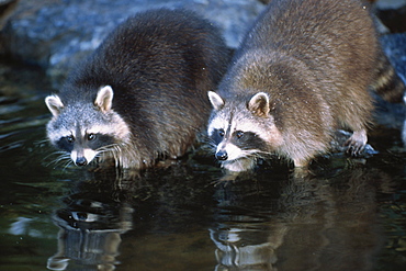 Racoons on waterside, Raccoons, Procyon lotor