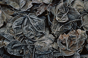 Close up of Autumn foliage, Leaves, Nature
