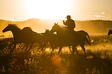 cowboy with horses at sunset, Oregon, USA