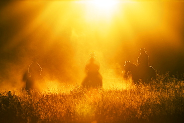 cowboys horseriding at sunset, Oregon, USA