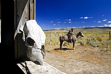 Cowboy with horse at barn, wildwest, Oregon, USA