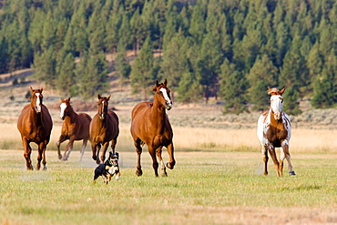 horses in wildwest gallopping, Oregon, USA