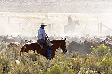 cowboys with cattle, Oregon, USA