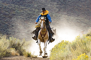 cowboy with horses, Oregon, USA