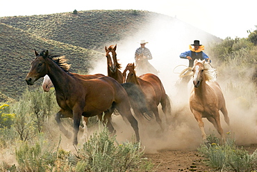 cowboy driving horses, wildwest, Oregon, USA