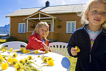 Two girls, children playing with dandelion flowers in front of wooden house, taraxacum, near Hadselsand, Austvagoya Island, Lofoten, Norway