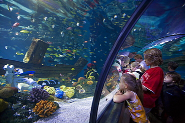 Children Admiring Fish in Atlantis Aquarium Attraction, Legoland, Billund, Central Jutland, Denmark