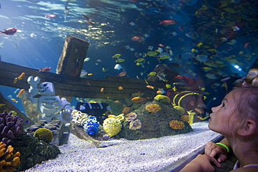 Girl admiring fishes in Atlantis Aquarium Attraction, Legoland, Billund, Central Jutland, Denmark