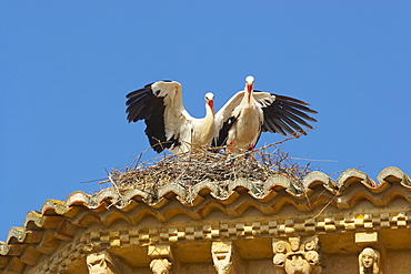 Storks on top of the church of San MartÃŒn, FrÃ›mista, Castilla Leon, Spain