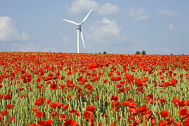 red poppies in grain field, wind turbines on horizon, northern Germany, Europe