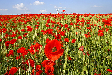 red poppies in grain field, wind turbines on horizon, northern Germany, Europe