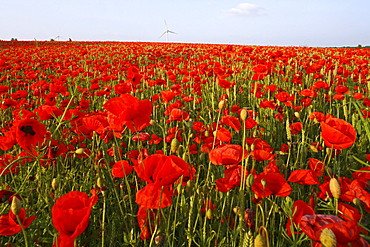 red poppies in grain field, wind turbines on horizon, northern Germany, Europe