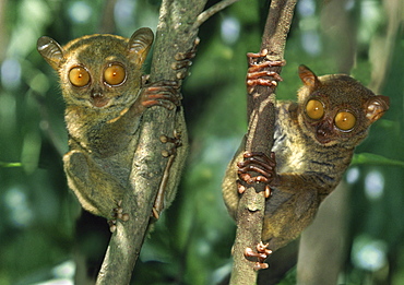 Tarsier, Chocolate Hills, Bohol Island, Visayas, Philippines