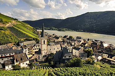 View of vineyards and river Rhine at Assmannshausen, Rheingau, Hesse, Germany