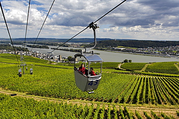 Cable car over vineyards, Ruedesheim am Rhein, Rheingau, Hesse, Germany