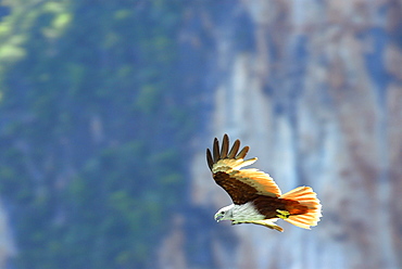 Sea Eagle flying in front of limestone cliffs, Phang Nga, Thailand