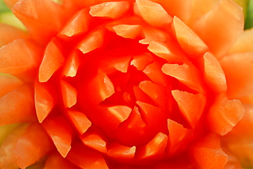 Close up of a papaya carved like a flower, blossom, Hotel Rayavadee, Hat Phra Nang, Krabi, Thailand