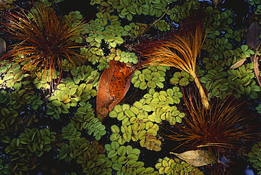 Watersurface, Las Isletas, Archipel near Granada, Lake Nicaragua, Nicaragua, Central America