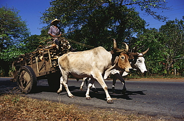 Ox cart with firewood, Granada, Nicaragua, Central America