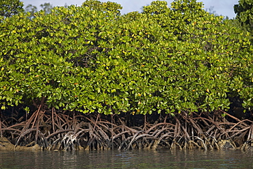 Mangroves at Ile aux Cerfs Island, Near Trou d'Eau Douce, Flacq District, Mauritius