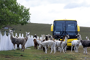 Llamas and Tour Bus, Estancia Rio Penitente, near Punta Arenas, Patagonia, Chile