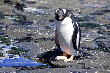 Gentoo Penguin (Pygoscelis papua), Saunders Island, Falkland Islands