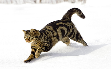 Cat running in snow, domestic cat, male, Germany