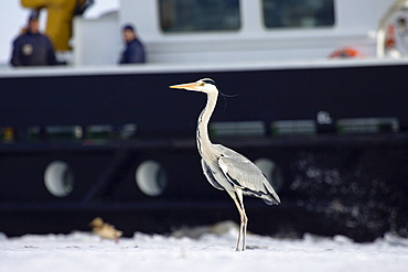 Grey Heron in front of ship, Ardea cinerea, harbour, Wolgast, Usedom, Germany