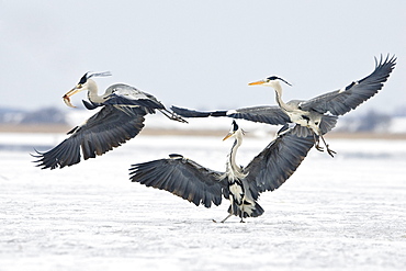 Grey Herons fighting, Ardea cinerea, Usedom, Germany