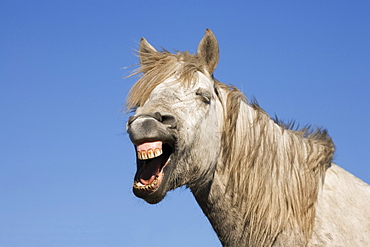 Neighing Camargue horse, Camargue, France