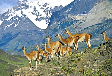 Guanacos, Lama guanicoe, Cuernos del Paine, Paine mountains, Torres del Paine Nationalpark, Patagonia, Chile