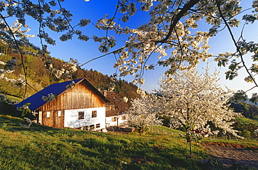 Typical house, farmhouse with cherry blossom, Sasbach, Achern, Black Forest, Baden Wuerttemberg, Germany