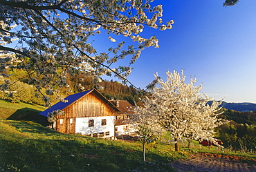 Typical house, farmhouse with cherry blossom, Sasbach, Achern, Black Forest, Baden Wuerttemberg, Germany