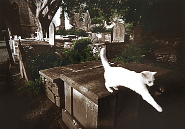 White cat on a tombstone, Devon, Southern England, Great Britain, Europe