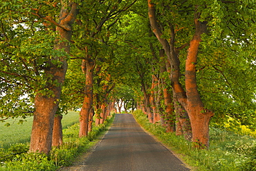 Maple alley amidst fields, Ruegen island, Baltic Sea, Mecklenburg-Western Pomerania, Germany, Europe