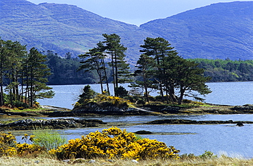 Idyllic scenery at Kenmare River, Beara peninsula, County Kerry, Ireland, Europe