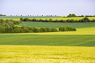 Agricultural landscape between Borg and Wehingen, Saarland, Germany, Europe