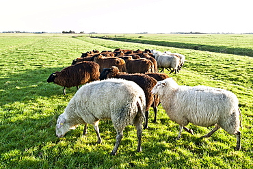 Dairy sheep on pastures near by St. Peter-Ording, Northfriesland, Germany