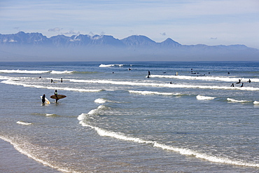 View of surfers on the beach, Muizenberg, Peninsula, Cape Town, South Africa, Africa